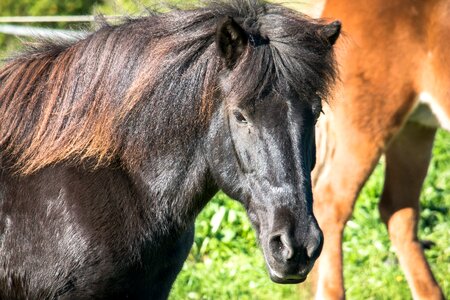 Brown fur horse head
