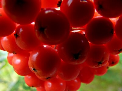 Tree bush fruit