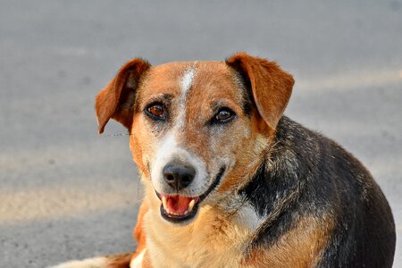 Beautiful Photo dog head