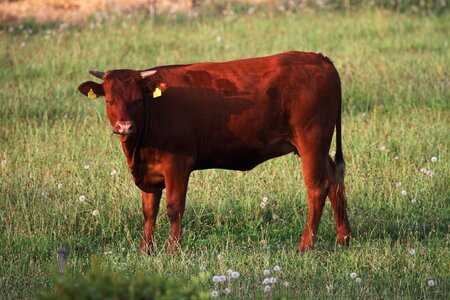 Pasture cattle nature photo