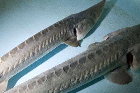 Pallid sturgeon-1