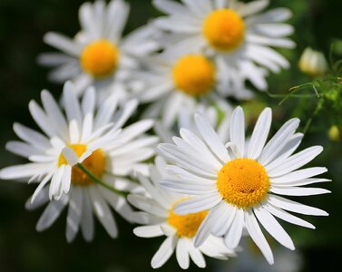 Beautiful beautiful flowers biology