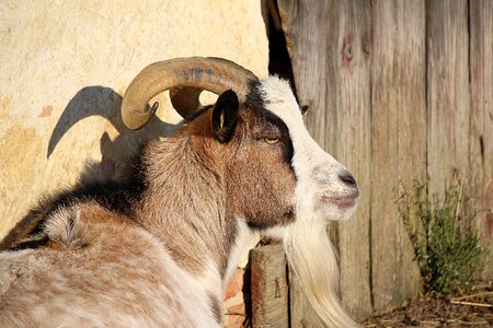 Domestic goat goatee animal photo