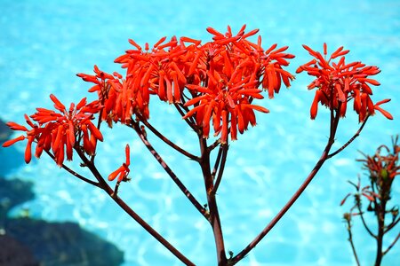 Inflorescence aloe asphodelus under glass