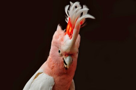 Color nature bird