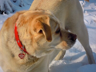 Labrador dog winter photo