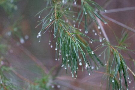 Beautiful Photo branch branches