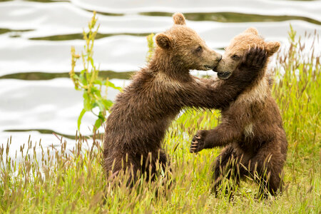 Kodiak bear cubs playing