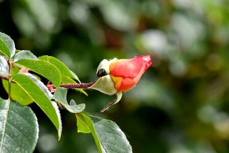 Flower Bud flower garden horizontal