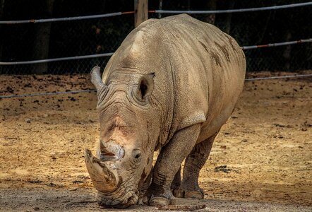 Rhino ceratotherium simum square-lipped rhinoceros photo