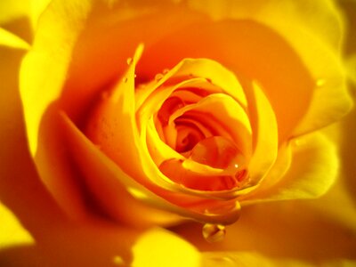 Rose bloom bright yellow drop of water