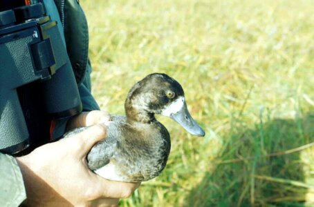 Aythya Marila duck hand