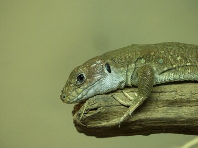 Reptile zoo reptilian