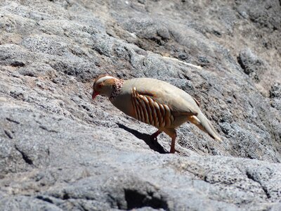 Alectoris barbara species pheasant-like photo