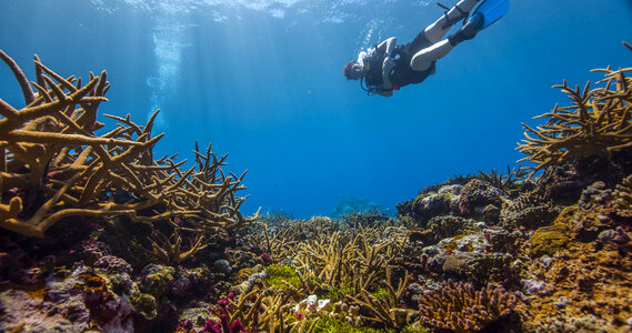 Diver in the Coral Reef photo