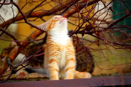 Cat baby aesthetic birch