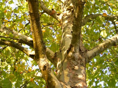 Platanaceae tree trunk