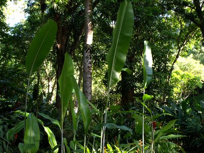 Natural leaf rainforest