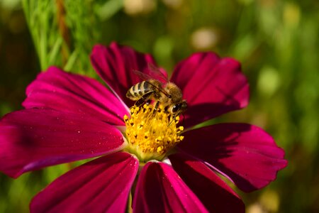 Animal arthropod beautiful flowers