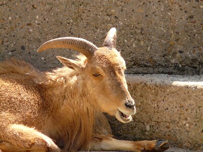 Goat animal creature photo