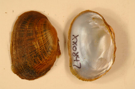 Epioblasma brevidens-1