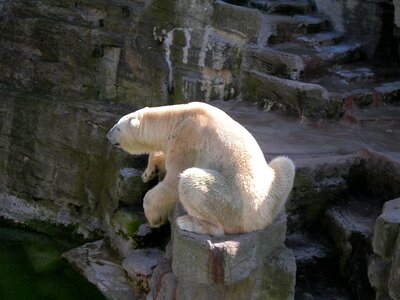 Sweet bears zoo