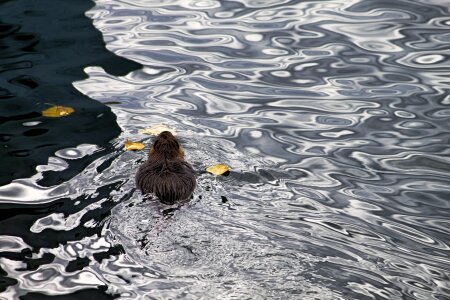 Water swim rodent