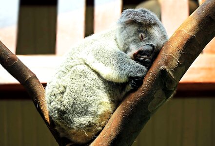 Animal fauna fur