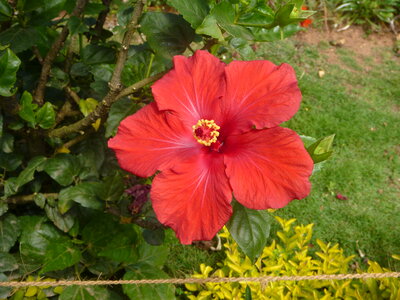 Hibiscus In Garden photo