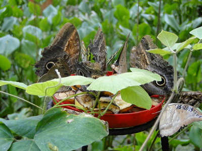 Butterfly fauna feeding