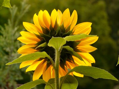 Nature plant blossom