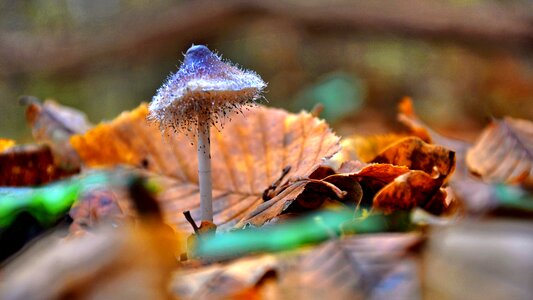 Mushroom forest autumn