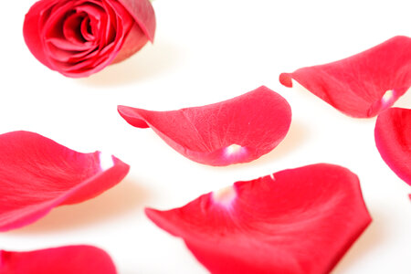 rose petals photo