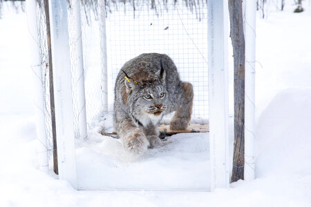 Collared lynx exits the trap photo