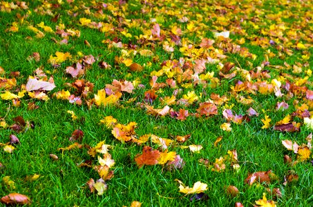 Color grass background