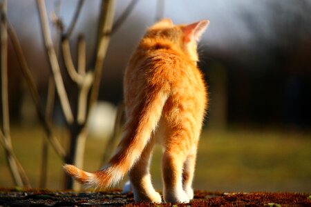 Animal cat claw