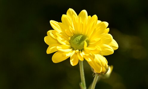 Flowers yellow close up photo