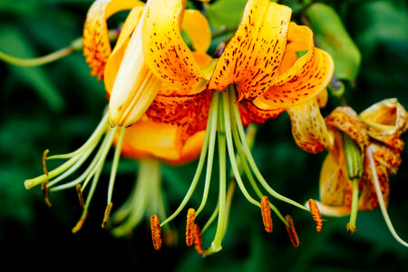 Orange Yellow Flower