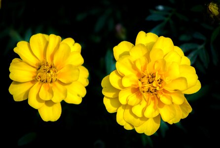 Plant bloom flower