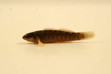 Etheostoma flabellare-1