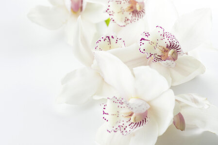 White Orchid on a White Background photo
