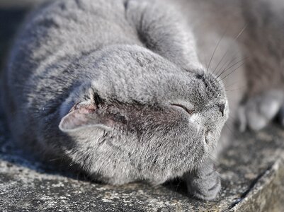 Grey domestic cat pet