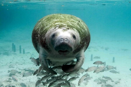Beautiful Photo photo Trichechus manatus