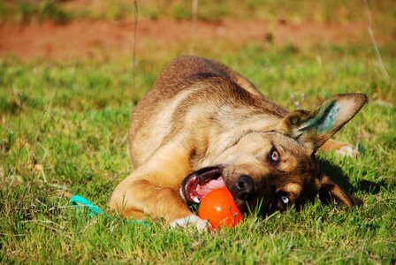 Ears ball play photo