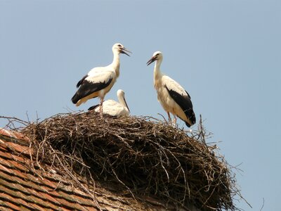 Hatching breed salem