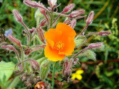 Nature spring orange