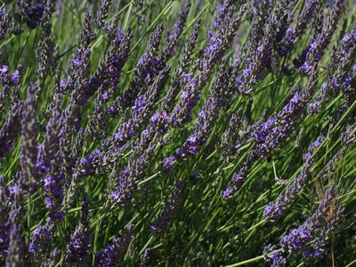 Agriculture aroma aromatherapy