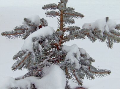 Xmas winter snow photo