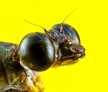 Eyes insect macro