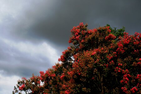 Green leaves sky clouds